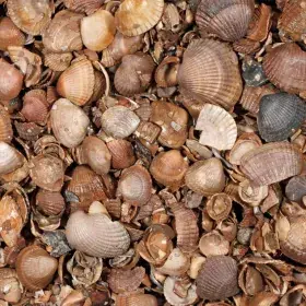 Beperkt Aanbod Minibag Schelpen (schoongewassen) (incl. brandstoftoeslag)