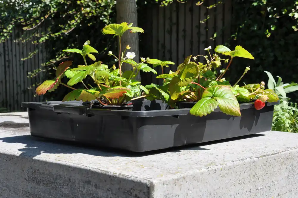 Laatste Versie Royal Well container 15 L