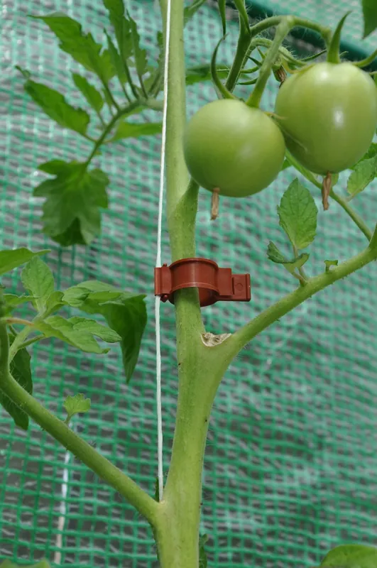 Goedkoop Royal Well Tomaten Clips 20 stuks