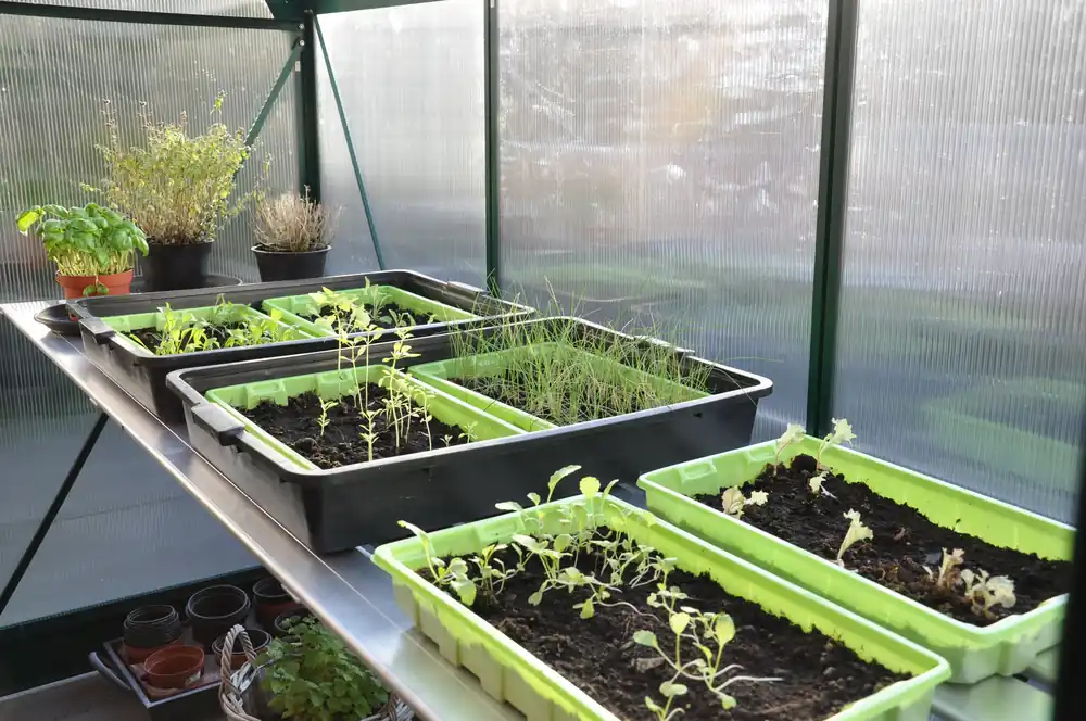 Royal Well Alu Grower 250 x 62.5 cm Gratis Retour