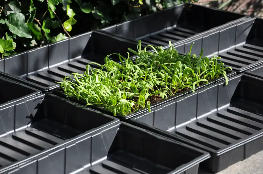 Bestel Nu Royal Well Seed Tray 37.5 x 23 x 6 cm