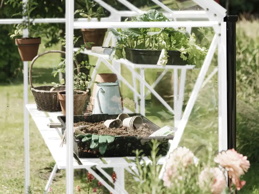 Betaalbaar Royal Well Kweekschap voor Kate 1 Wit