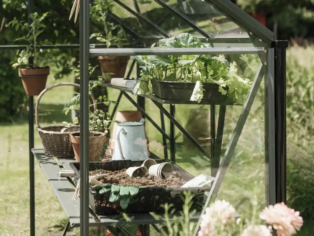 Seizoensaanbieding Royal Well Kweekschap voor Kate 4