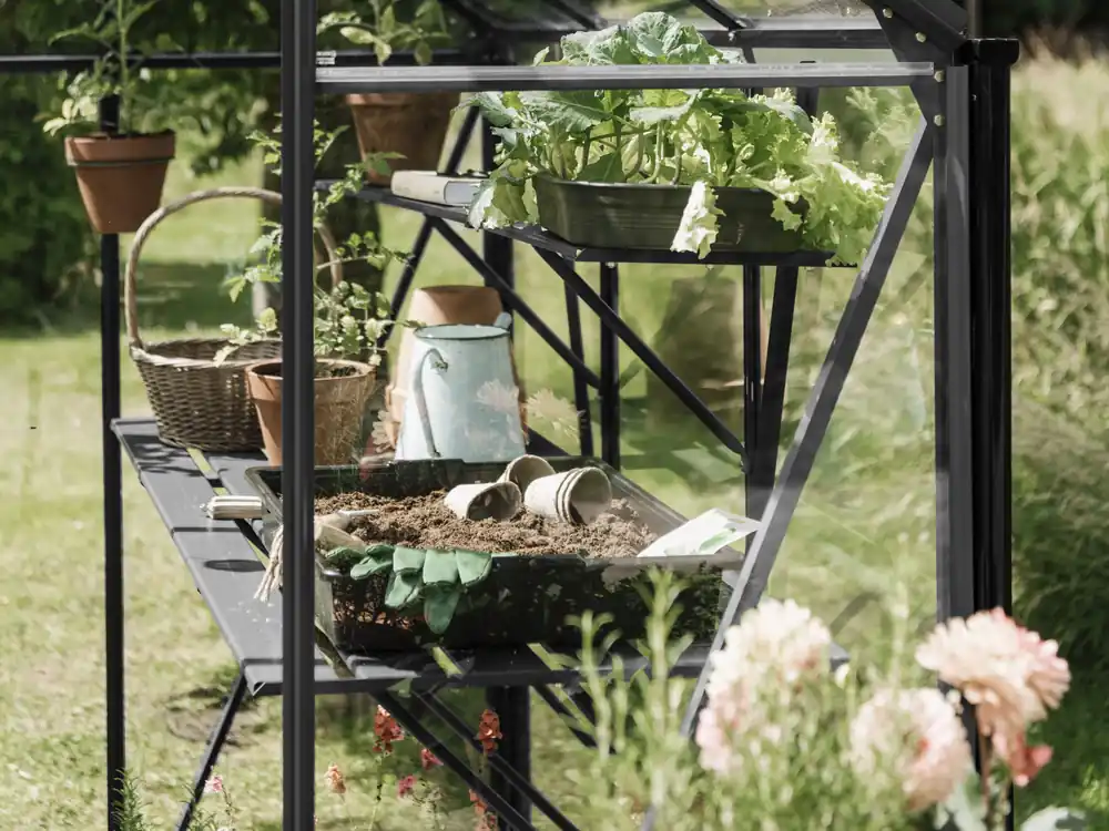 Royal Well Kweekschap voor Kate 4 Zwart Hoge Kwaliteit