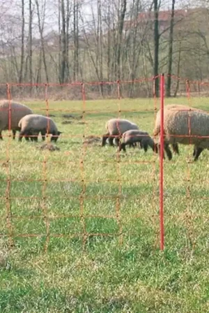 Meest Verkocht Net Schapen 90cm 50 meter